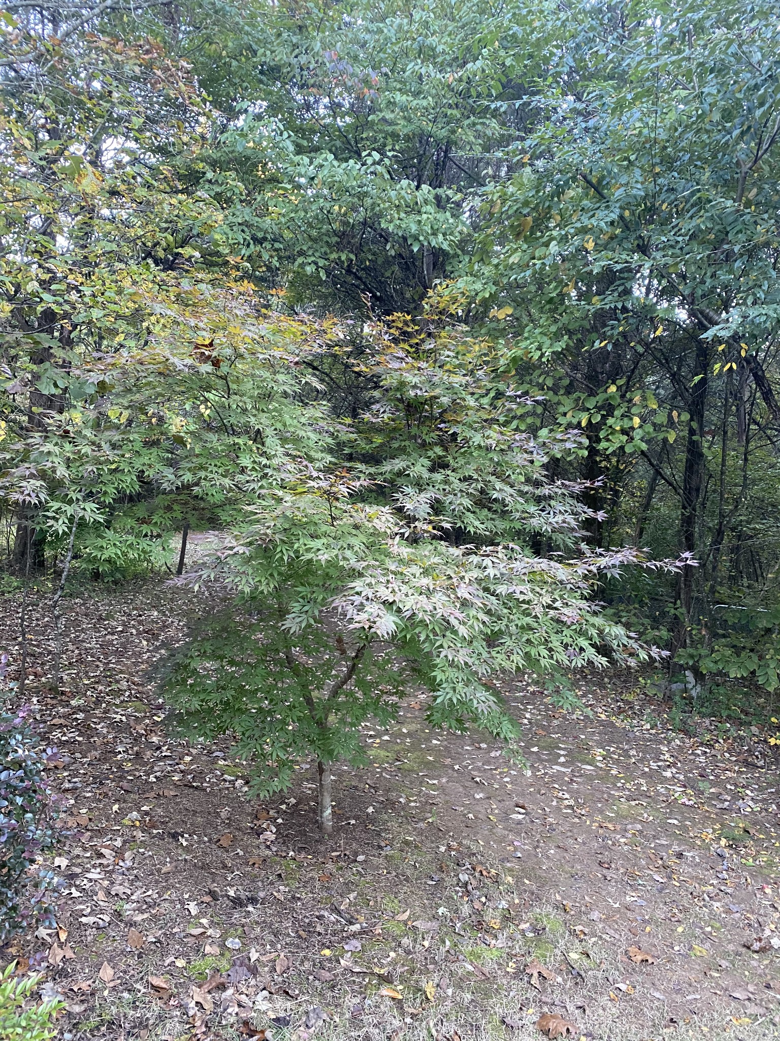 4367 Shores Road Murfreesboro, TN 37128 - Photo 21 of 21