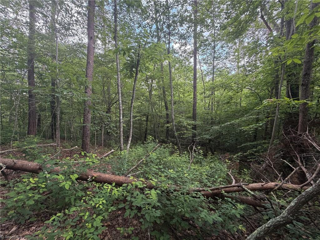 1215 Lucius Beasley Road Westfield, NC 27053 - Photo 20 of 25