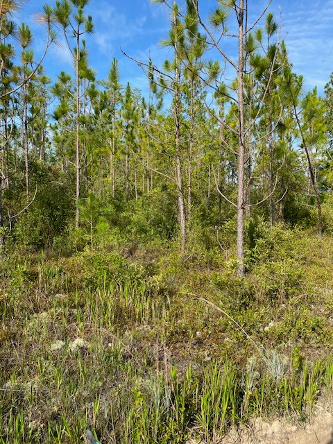 0 Atticus Road Lakeland, GA 31635 - Photo 3 of 18 Gallery Image 3