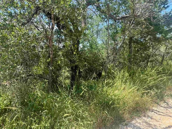 a view of a lush green forest