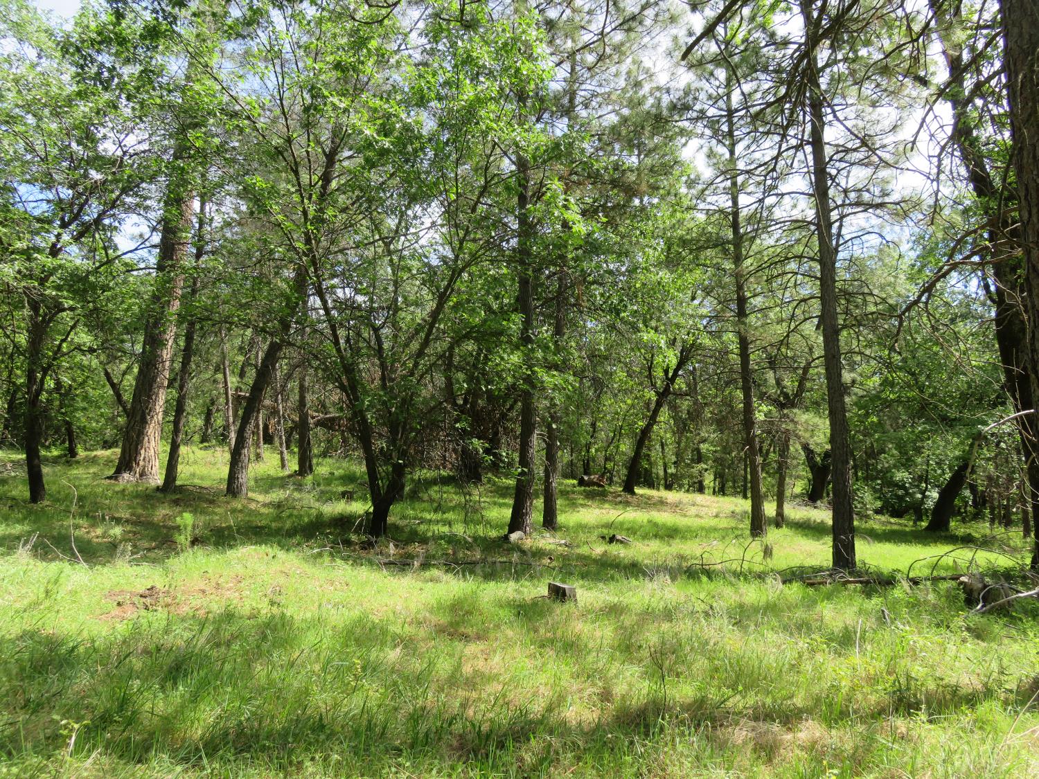 0 Higdon Spink Road West Point, CA 95255 - Photo 19 of 32