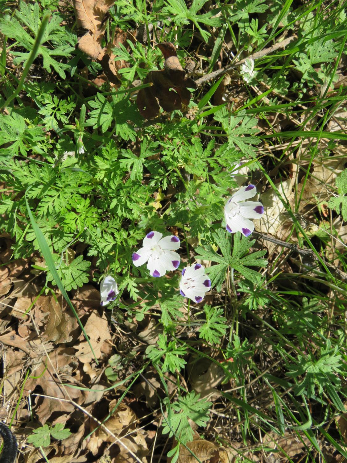 0 Higdon Spink Road West Point, CA 95255 - Photo 20 of 32