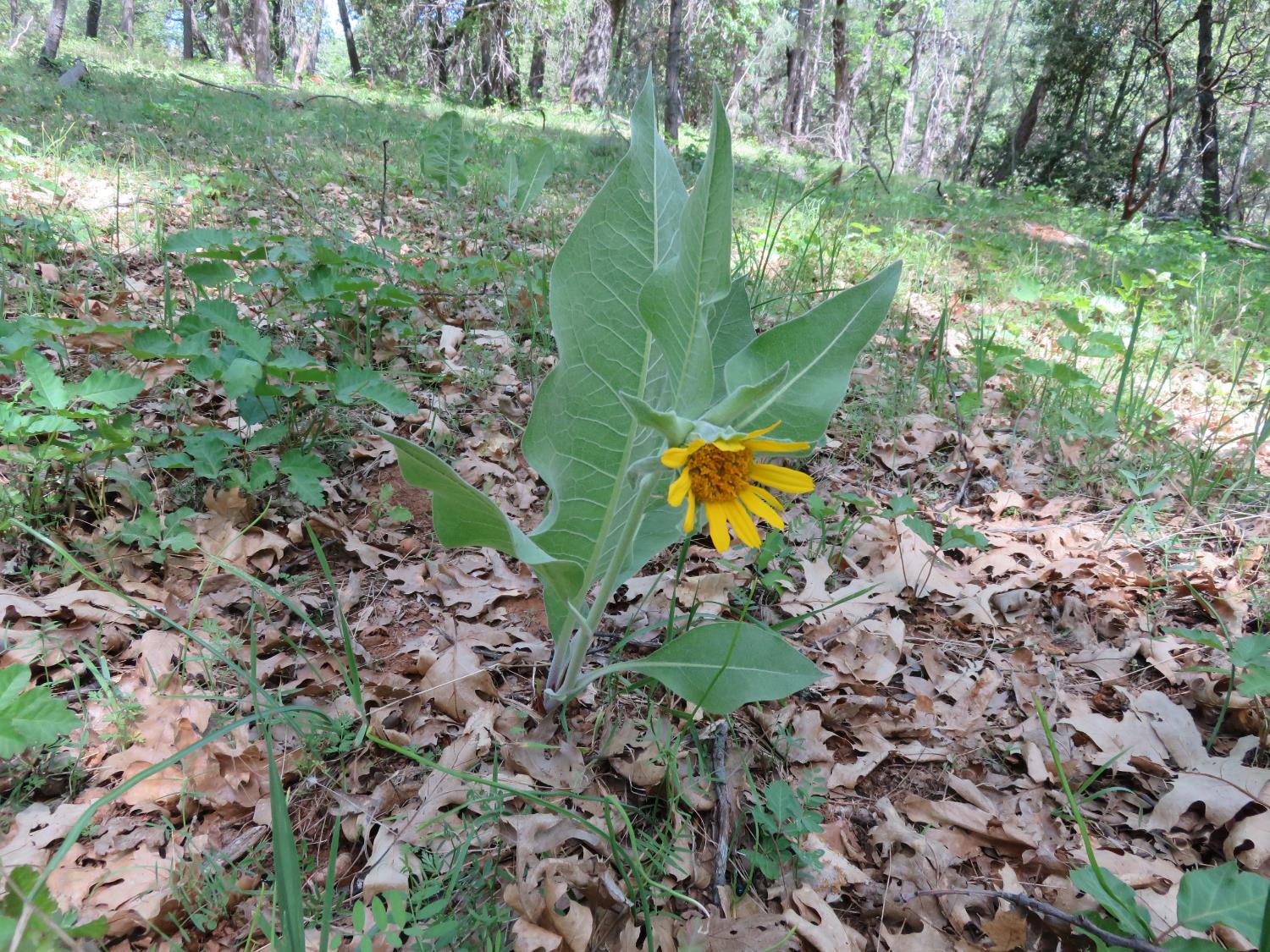 0 Higdon Spink Road West Point, CA 95255 - Photo 27 of 32