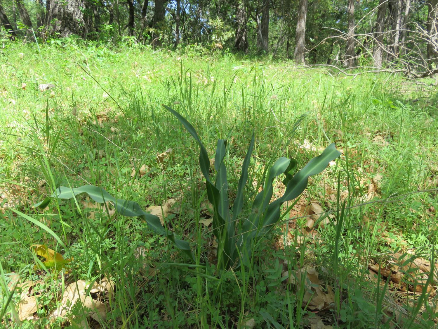 0 Higdon Spink Road West Point, CA 95255 - Photo 28 of 32