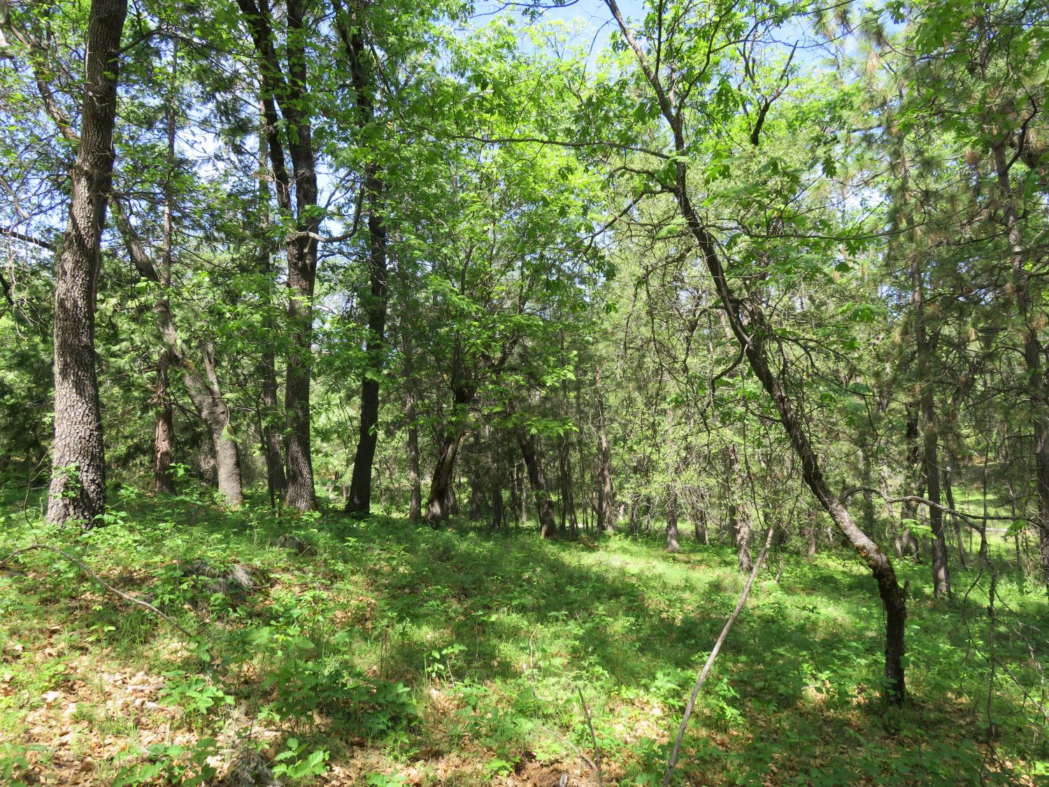 0 Higdon Spink Road West Point, CA 95255 - Photo 29 of 32