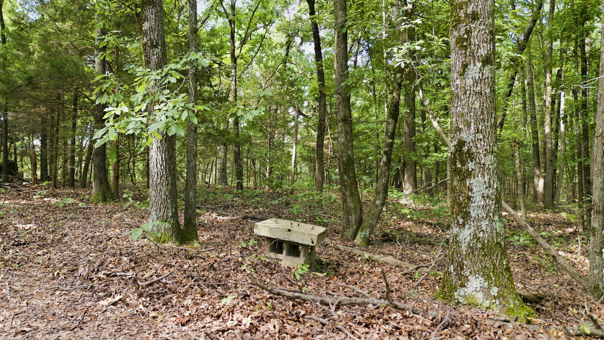 24709 Wolfe Road Washburn, MO 65772 - Photo 44 of 50 42_dji_0024