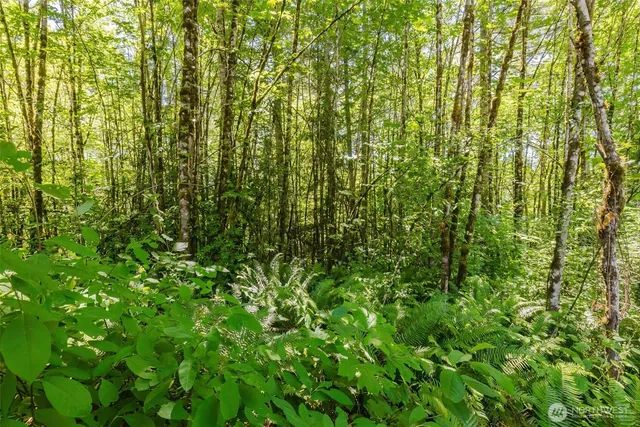 a close up of a plant