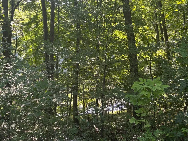 a view of a tree in a yard