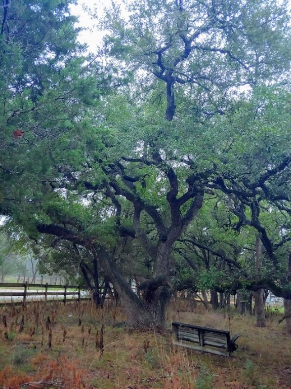 11706 Crumley Ranch Road Dripping Springs, TX 78620 - Photo 1 of 1