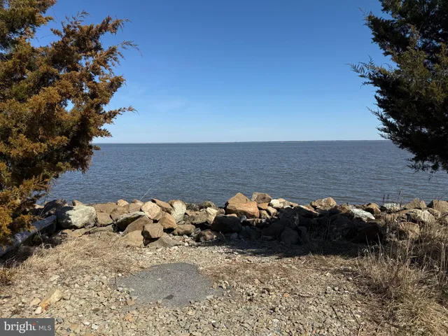 a view of a lake with a large tree