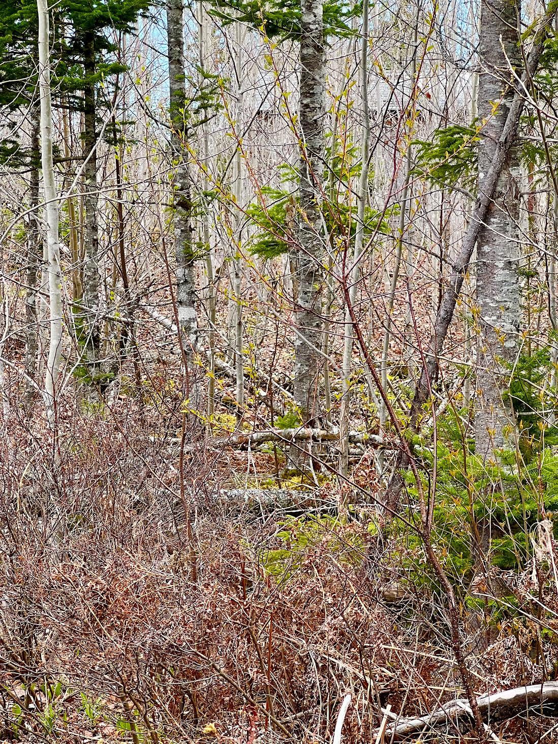 19 Aspen Lane Sullivan, ME 04664 - Photo 3 of 16 Land
