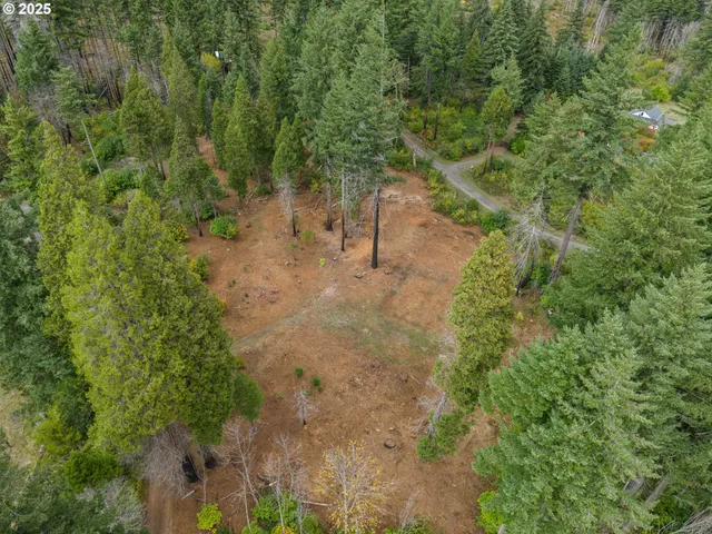 a view of a forest with a trees