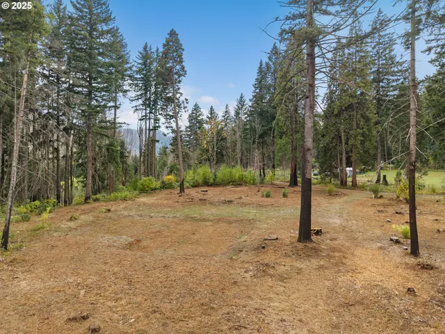 a view of a tree in the middle of a yard