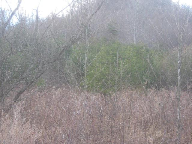 0 Round Mountain Road Irvine, KY 40336 - Photo 4 of 5 Listing Photo