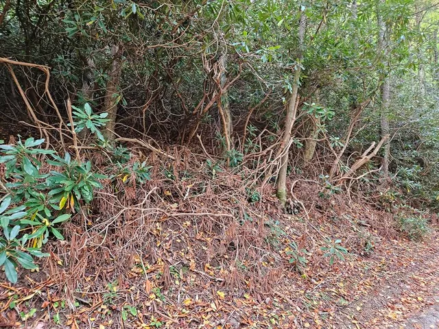 $18,500 | 14-b Lot Pennington Branch Road, Unit 14B, Troutdale, VA 24378