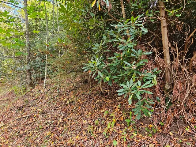 $18,500 | 14-b Lot Pennington Branch Road, Unit 14B, Troutdale, VA 24378