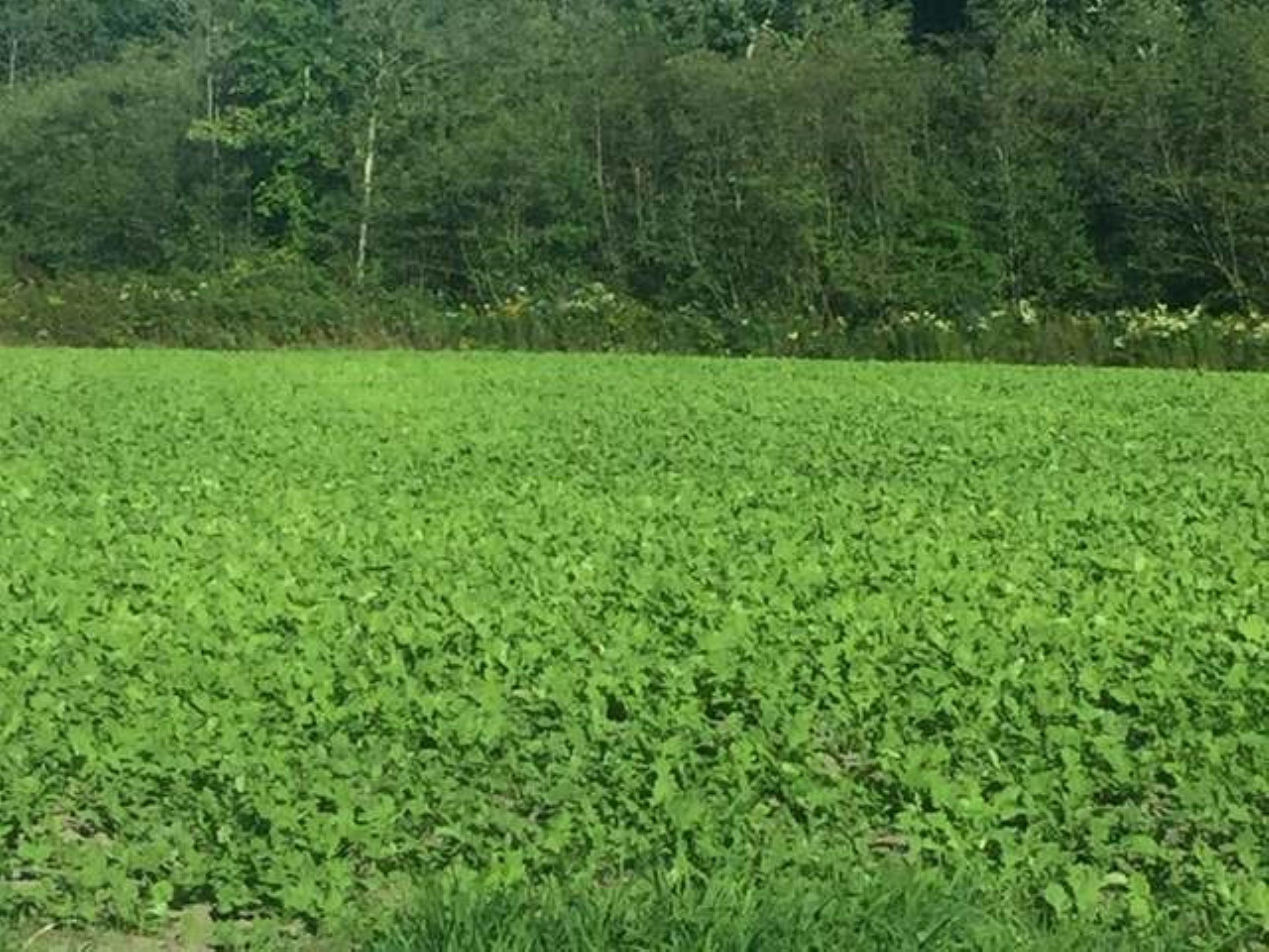 0 Dundas Road Gladwin, MI 48624 - Photo 2 of 12