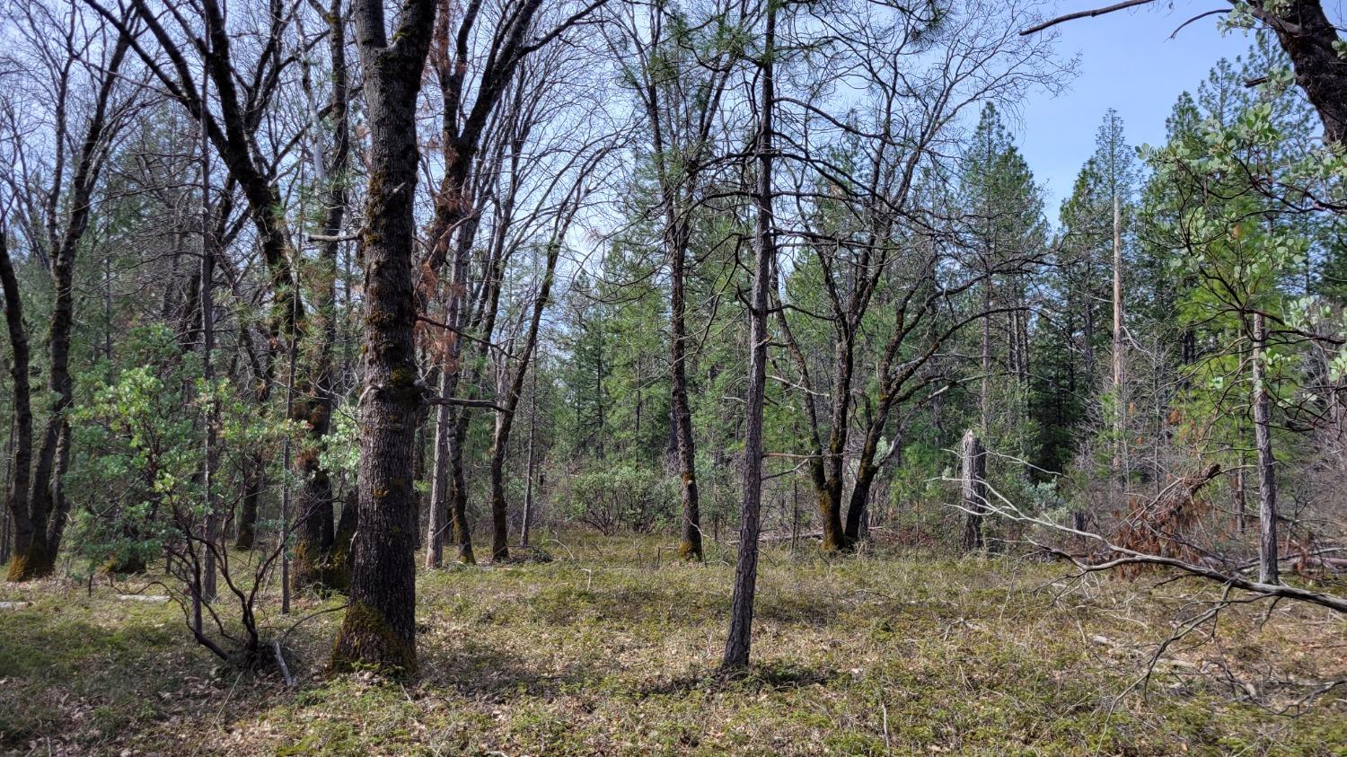 6281 Bear Creek Road Garden Valley, CA 95633 - Photo 15 of 51 a view of a forest filled with trees