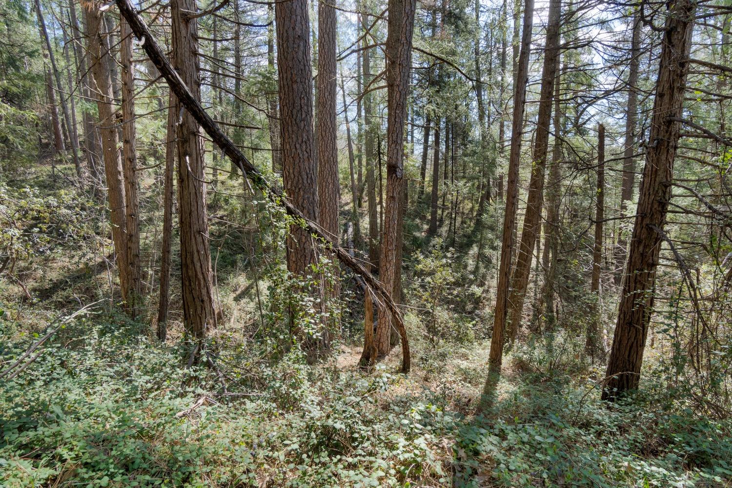 6281 Bear Creek Road Garden Valley, CA 95633 - Photo 25 of 51 a view of a forest with large trees