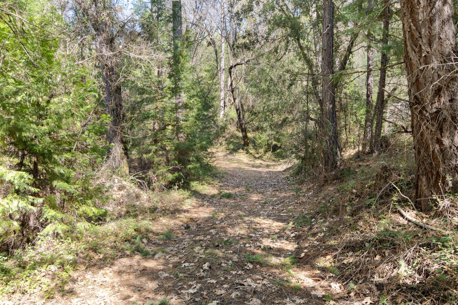 6281 Bear Creek Road Garden Valley, CA 95633 - Photo 29 of 51 a view of a dry yard with trees