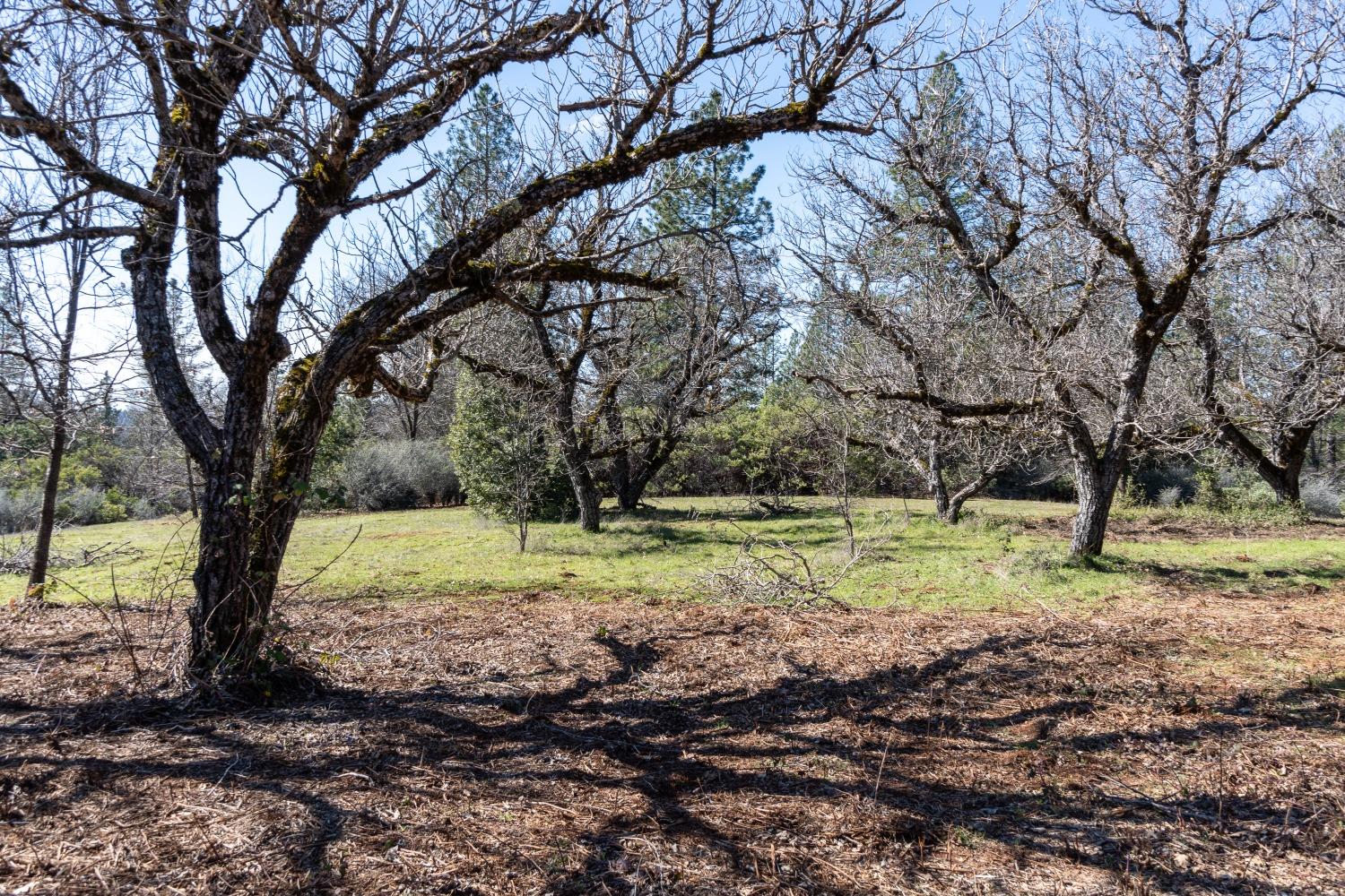 6281 Bear Creek Road Garden Valley, CA 95633 - Photo 47 of 51 a view of a yard with a tree