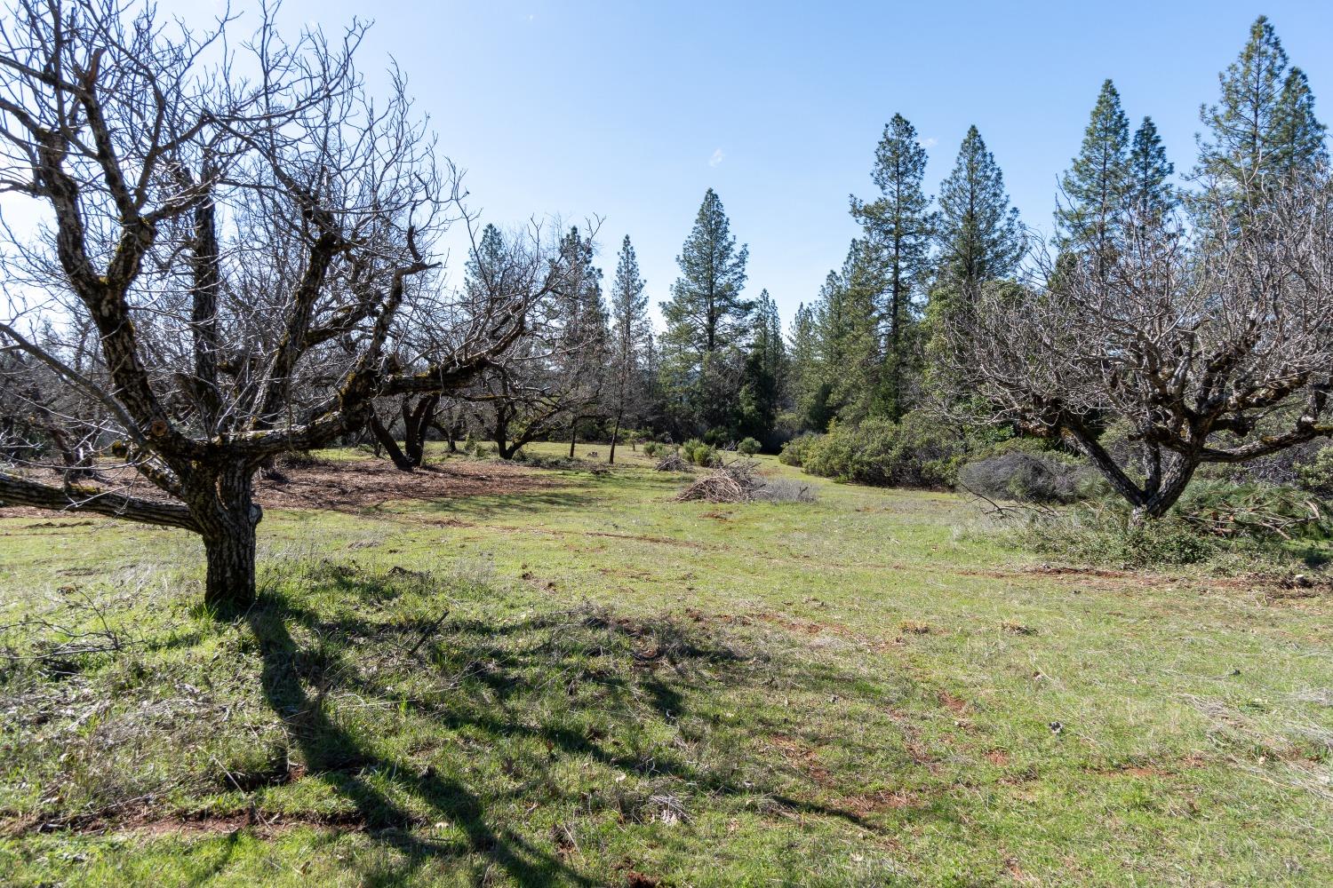 6281 Bear Creek Road Garden Valley, CA 95633 - Photo 50 of 51 a view of outdoor space with trees