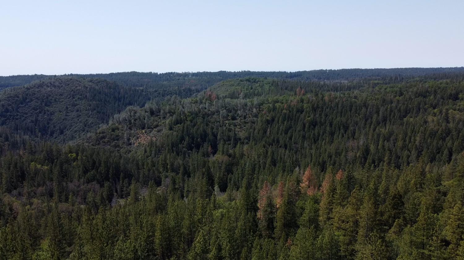 6281 Bear Creek Road Garden Valley, CA 95633 - Photo 5 of 51 a view of a lush green forest with mountains in the background
