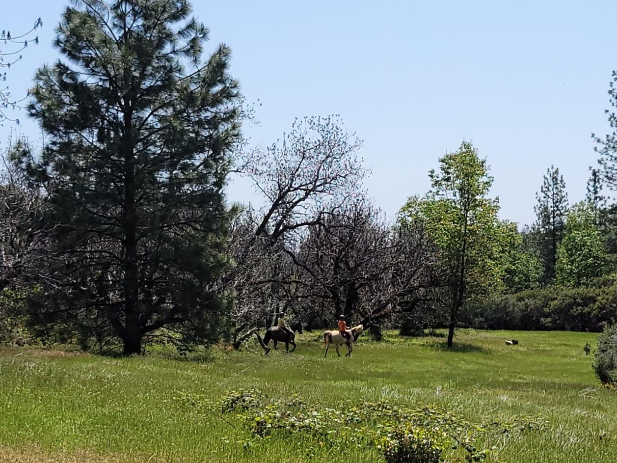 6281 Bear Creek Road Garden Valley, CA 95633 - Photo 51 of 51 a big yard with lots of green space and deers