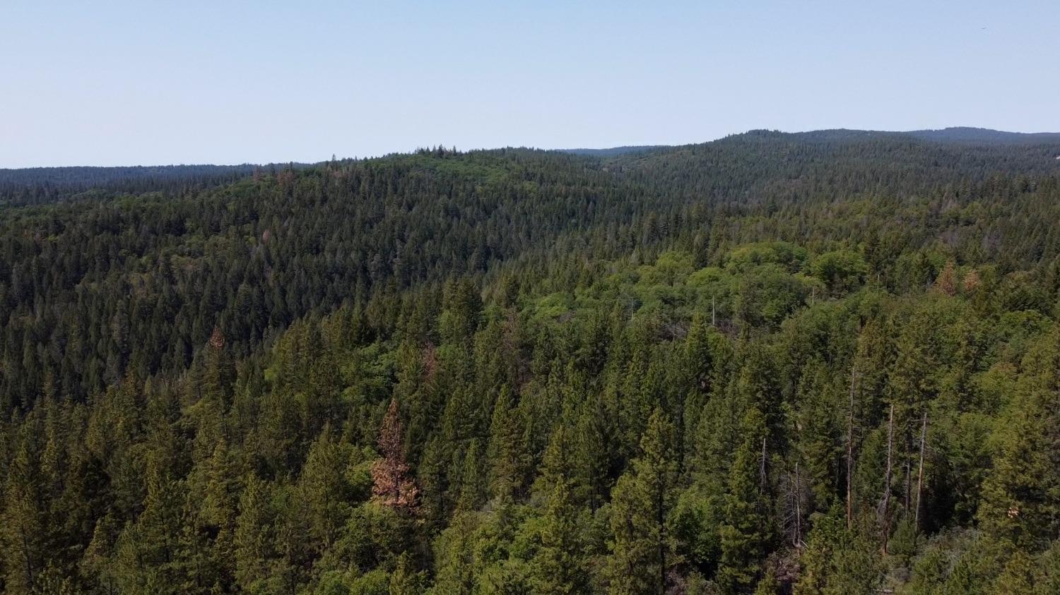 6281 Bear Creek Road Garden Valley, CA 95633 - Photo 6 of 51 a view of a lush green forest with mountains in the background