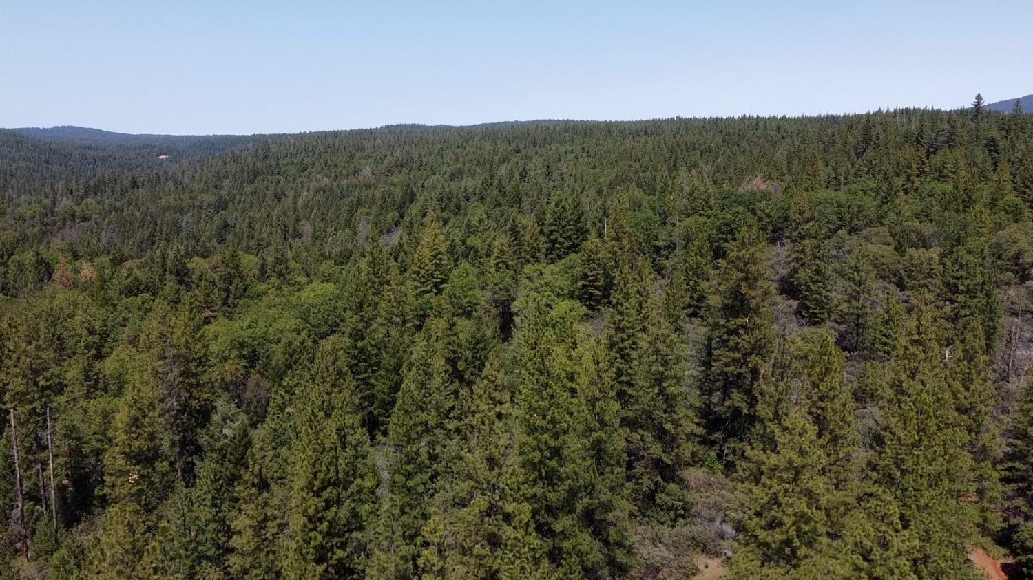 6281 Bear Creek Road Garden Valley, CA 95633 - Photo 7 of 51 a view of a lush green forest with mountains in the background