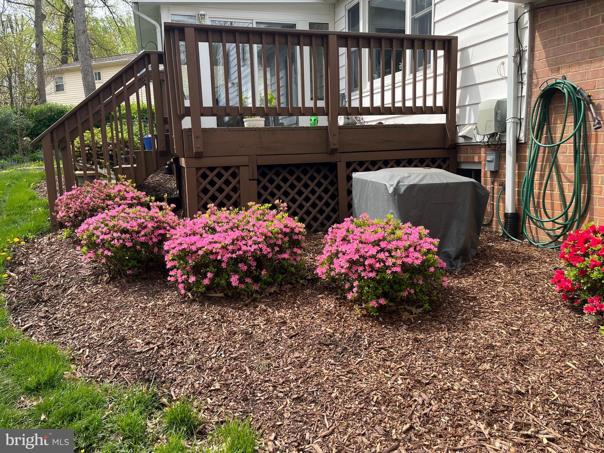6607 Grey Fox Drive Springfield, VA 22152 - Photo 29 of 38 Spring 2025 in bloom