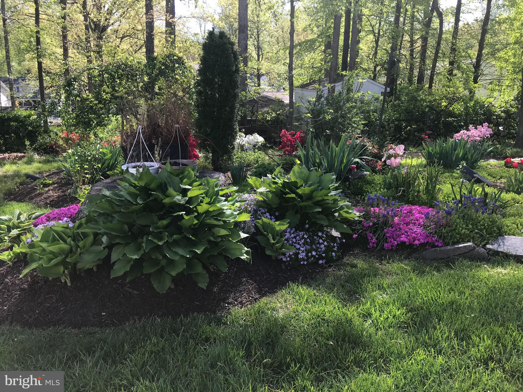 6607 Grey Fox Drive Springfield, VA 22152 - Photo 30 of 38 Spring 2025 in bloom