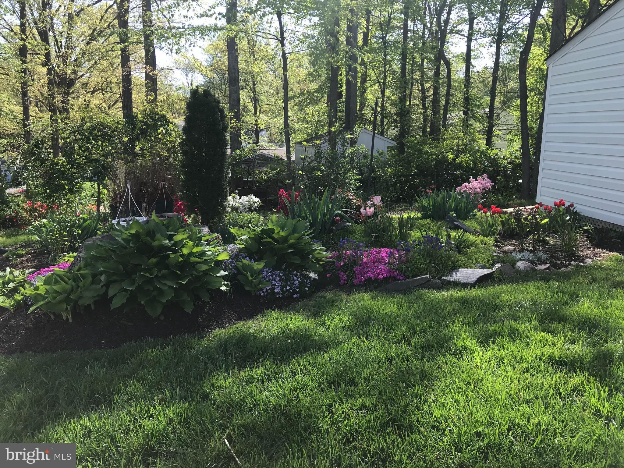 6607 Grey Fox Drive Springfield, VA 22152 - Photo 31 of 38 Spring 2025 in bloom