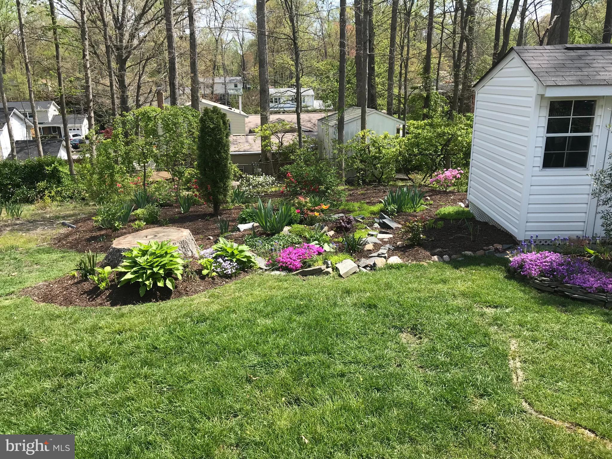 6607 Grey Fox Drive Springfield, VA 22152 - Photo 32 of 38 Spring 2025 in bloom