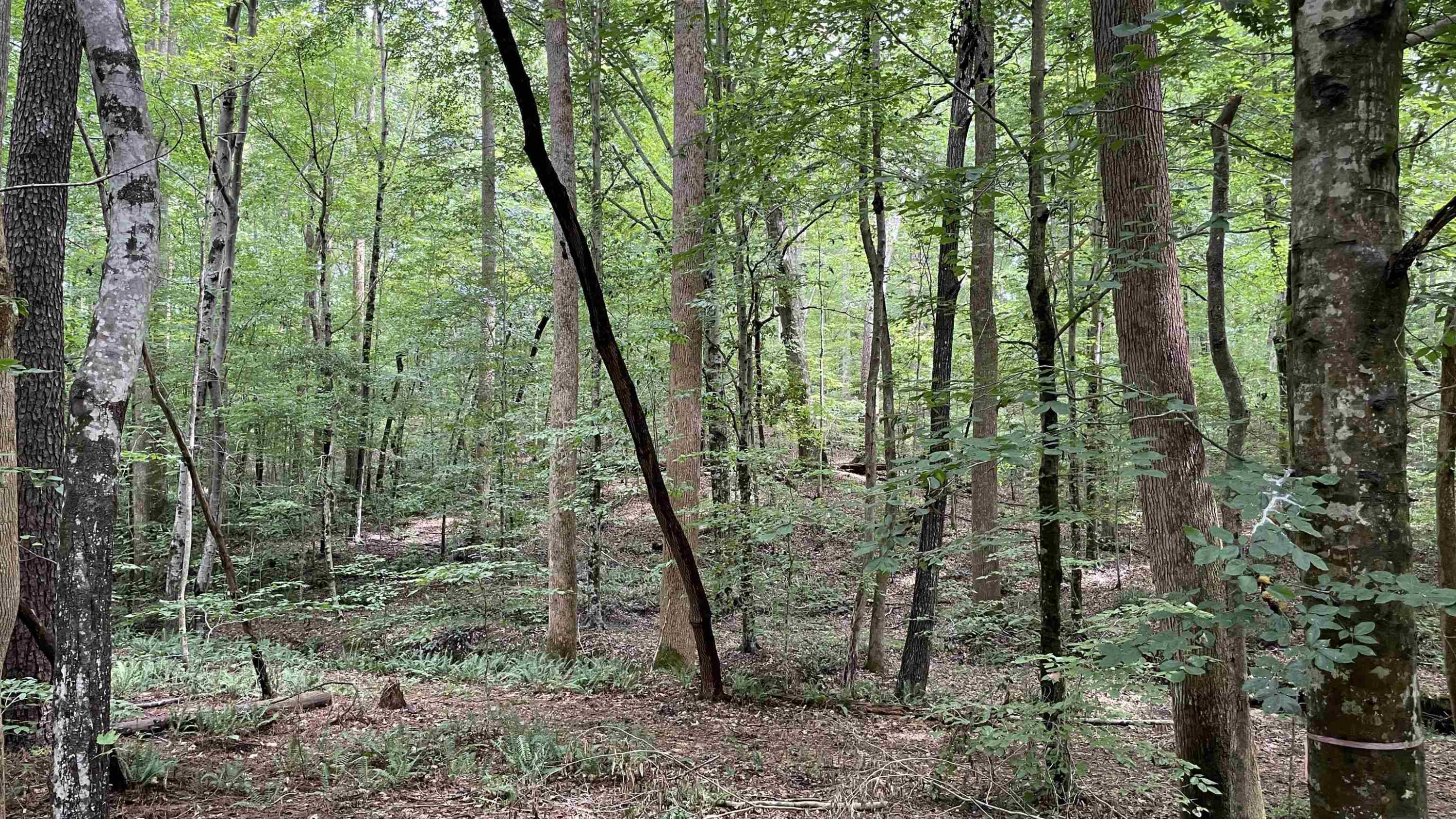 4240 Purnell Road Wake Forest, NC 27587 - Photo 1 of 11 Photo 1