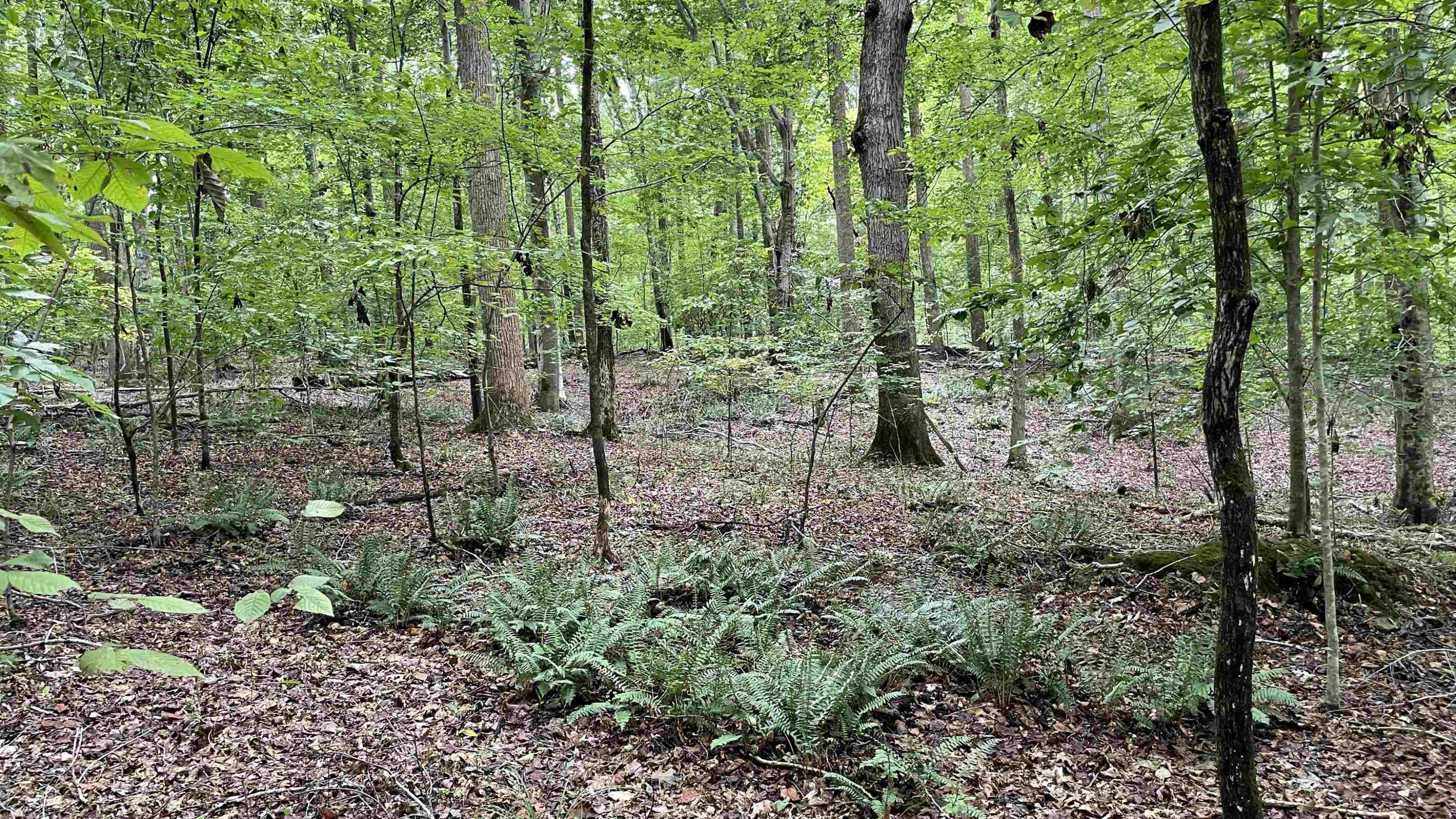 4240 Purnell Road Wake Forest, NC 27587 - Photo 3 of 11 Photo 3