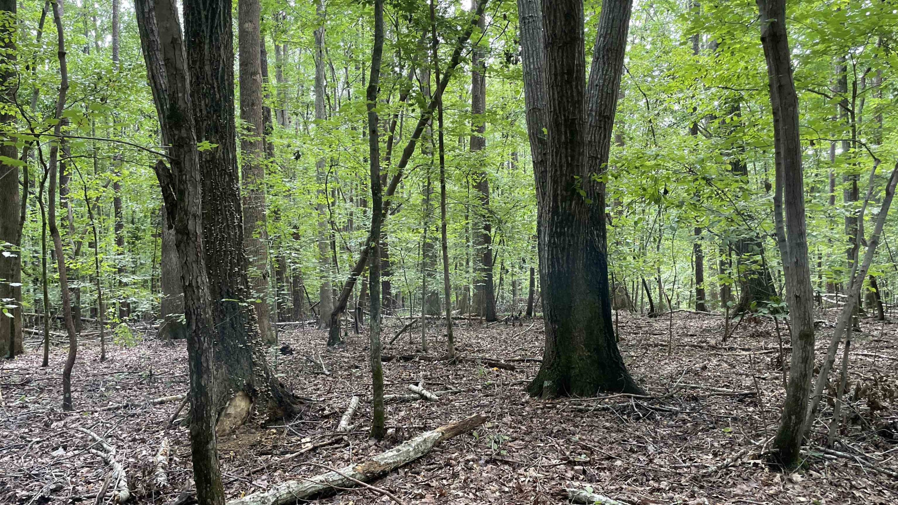 4240 Purnell Road Wake Forest, NC 27587 - Photo 8 of 11 Photo 8