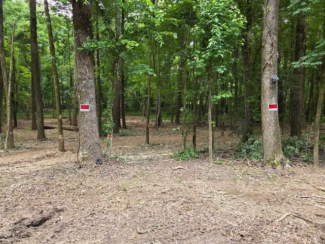 a flag is sitting in the middle of forest