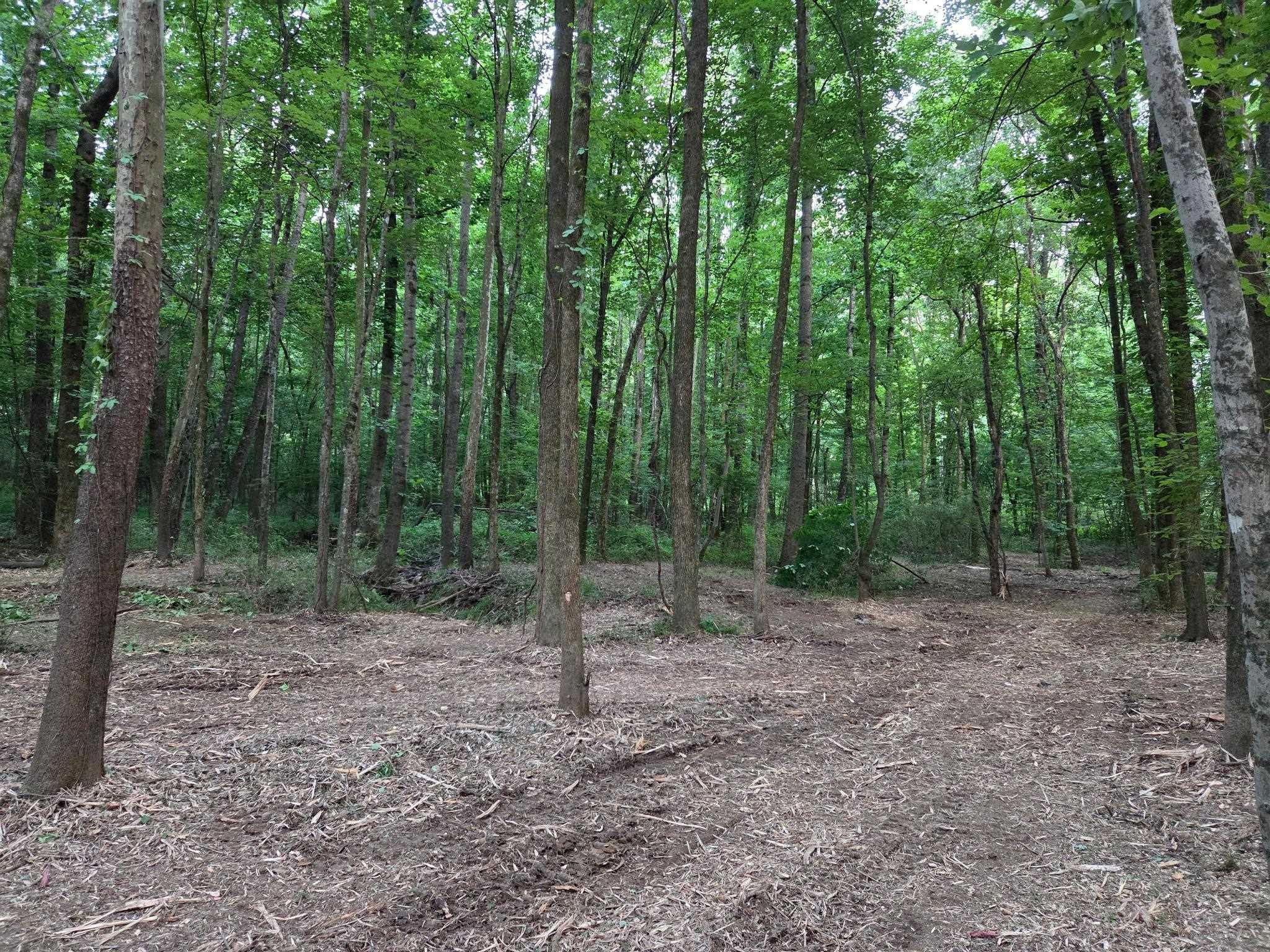 0 Billy Maher Road Bartlett, TN 38135 - Photo 2 of 8 a view of a forest with trees in the background
