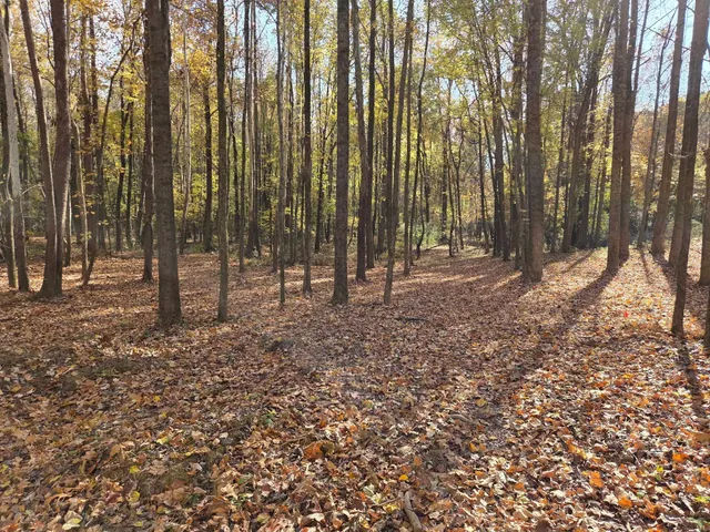 a view of a green yard