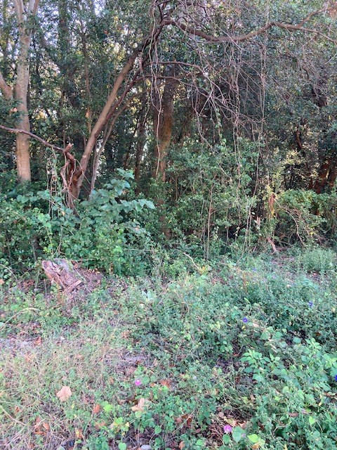 0 Florist Lane Rembert, SC 29128 - Photo 5 of 5