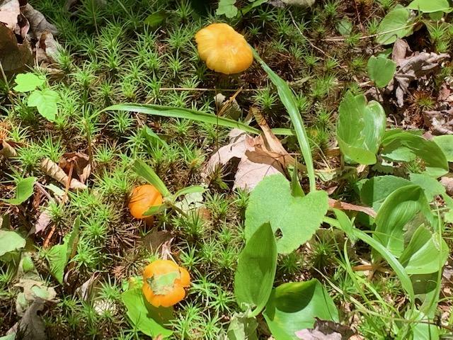 19 Foxtail Road Cherryfield, ME 04622 - Photo 11 of 43 IMG_0612