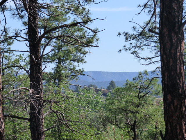 39 Saddleback Trail Star Valley, AZ 85541 - Photo 2 of 9 a view of a trees in a yard