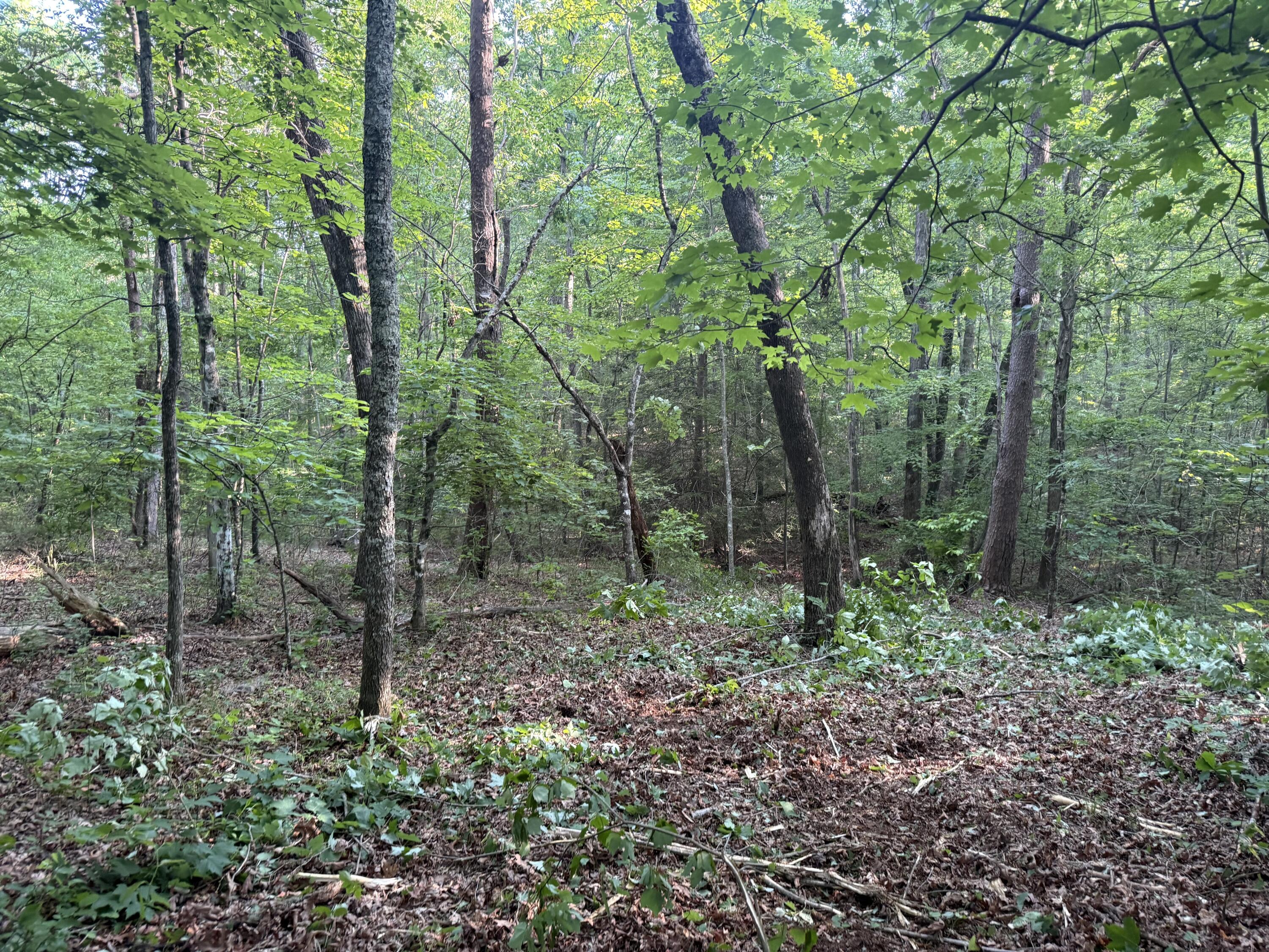 1672 Besstown Road Beersheba Springs, TN 37305 - Photo 7 of 11 IMG_6476