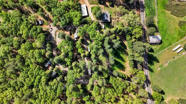 a view of a plant with lots of bushes
