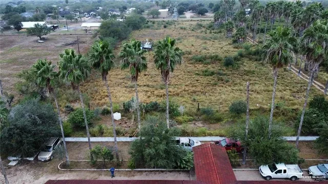 a view of a yard with plants and large trees