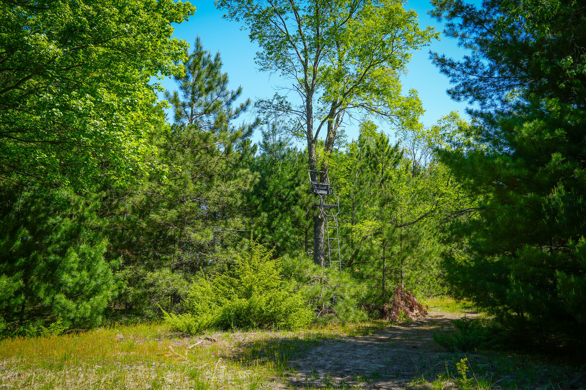 Parcel B Makinen Road Kaleva, MI 49645 - Photo 25 of 38 DSC00248