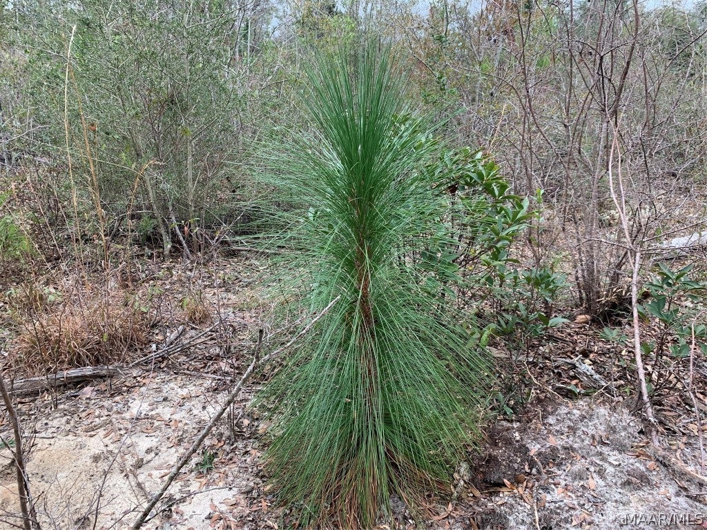0 Ray Armstrong Road Andalusia, AL 36421 - Photo 10 of 34 Gallery Image 10