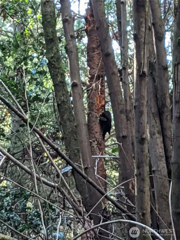 a view of a yard with a tree