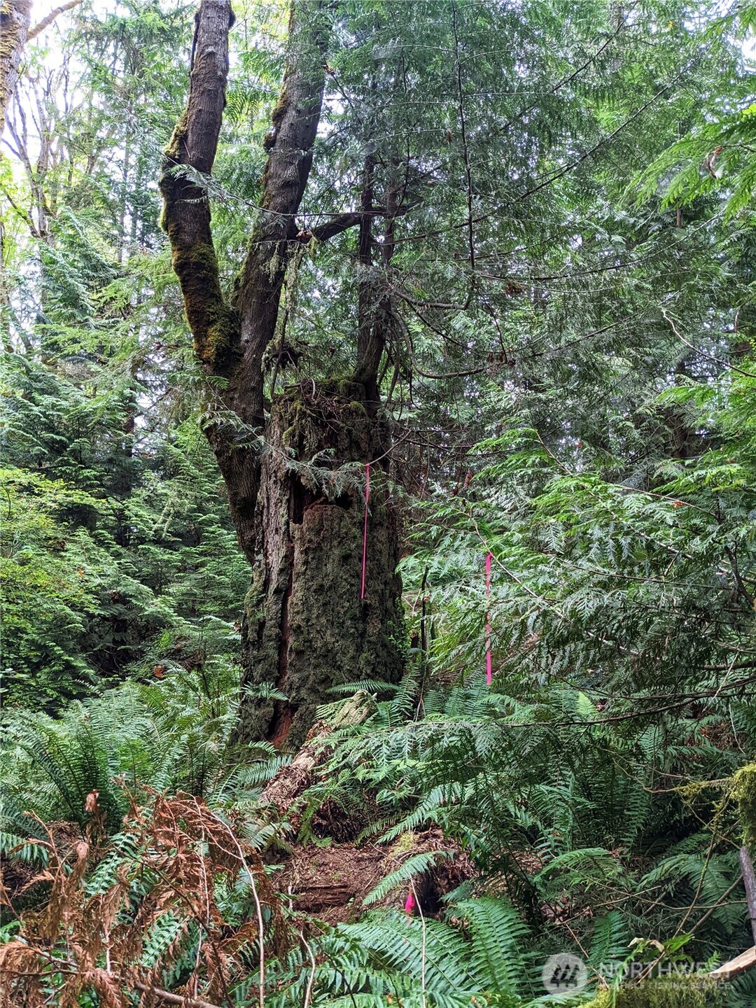 2998 Oak Bay Road Port Hadlock, WA 98339 - Photo 13 of 28 a plant in a garden